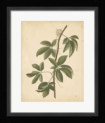 Framed Nature's Greenery IV Print