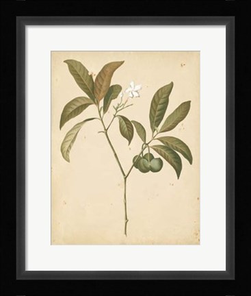 Framed Nature's Greenery V Print