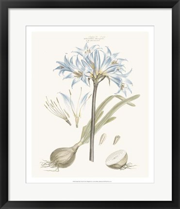 Framed Bashful Blue Florals II Print