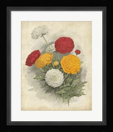 Framed Ranunculus Florilegium I Print