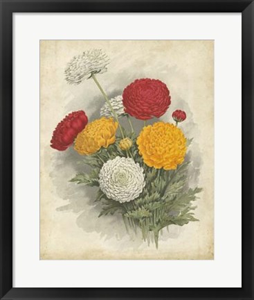 Framed Ranunculus Florilegium I Print