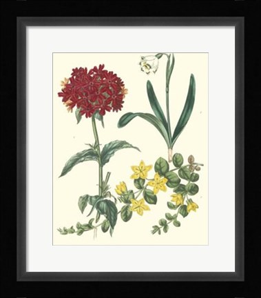 Framed Gardener's Delight VIII Print