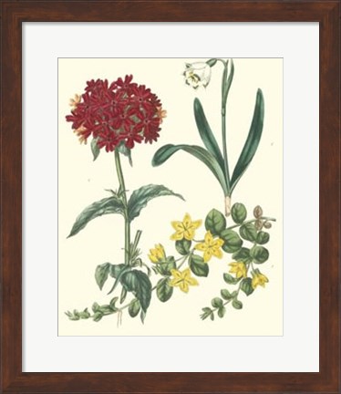 Framed Gardener&#39;s Delight VIII Print