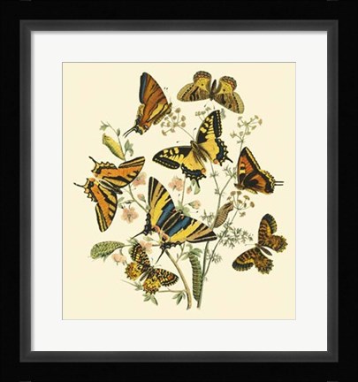 Framed Butterfly Gathering I Print