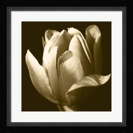 Framed Sepia Tulip II Print