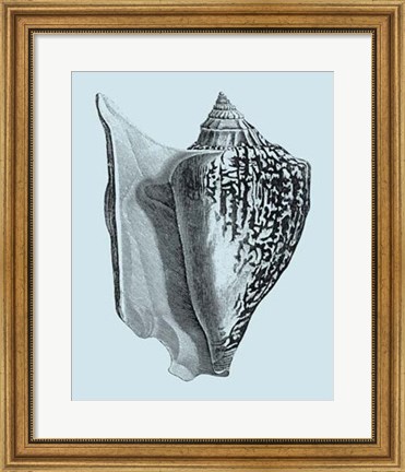 Framed Shells on Aqua IV Print