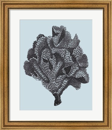 Framed Coral on Aqua IV Print