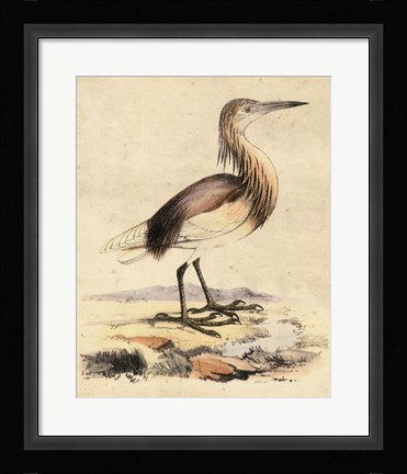 Framed Antique Heron I Print