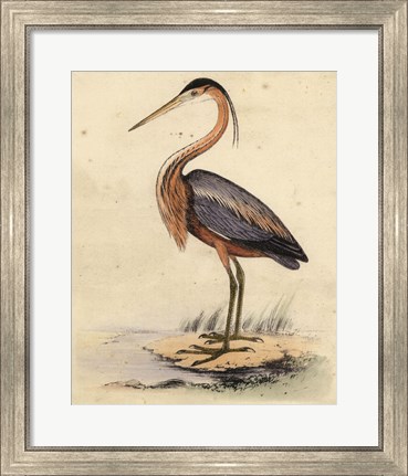 Framed Antique Heron II Print