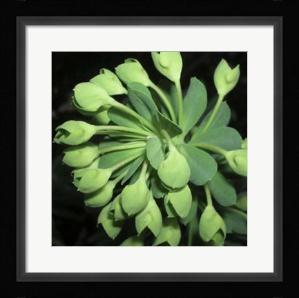 Framed Succulence I Print