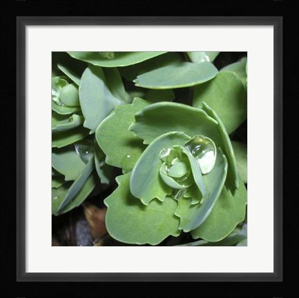 Framed Succulence II Print
