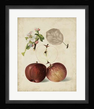Framed Harvest Apples I Print