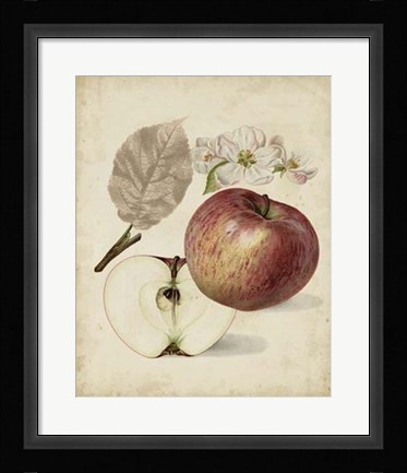 Framed Harvest Apples II Print