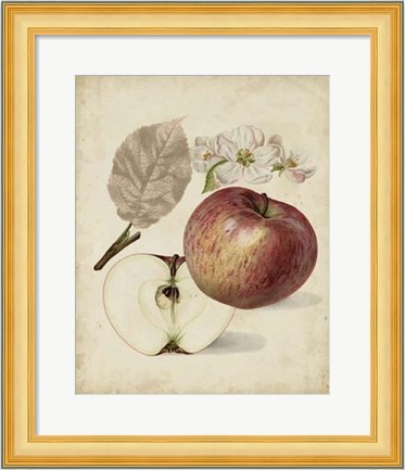 Framed Harvest Apples II Print