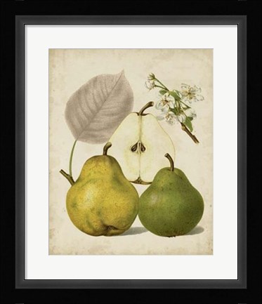 Framed Harvest Pears I Print