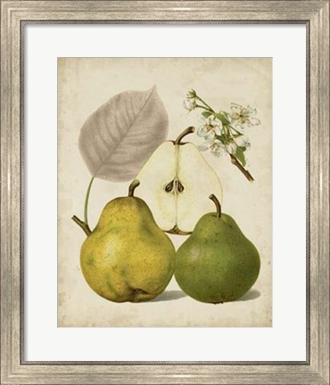 Framed Harvest Pears I Print