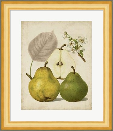 Framed Harvest Pears I Print