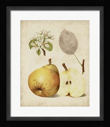 Framed Harvest Pears II Print