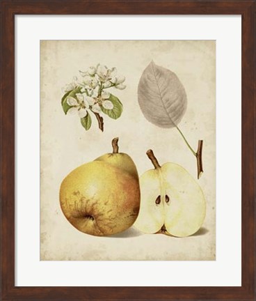 Framed Harvest Pears II Print
