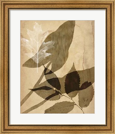 Framed Pressed Leaf Assemblage II Print