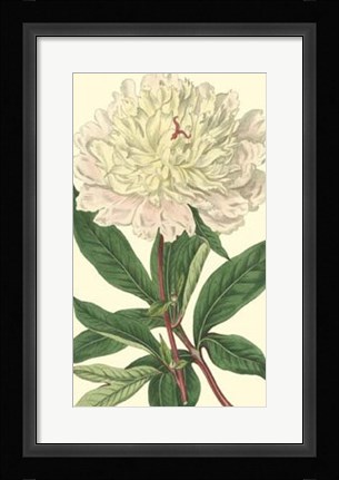 Framed Chinese Peony Print