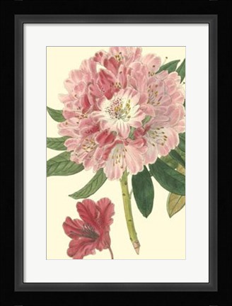 Framed Pink Rhododendron Print