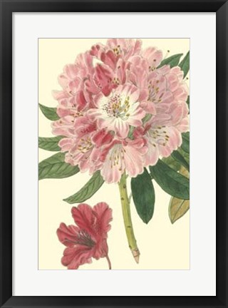 Framed Pink Rhododendron Print