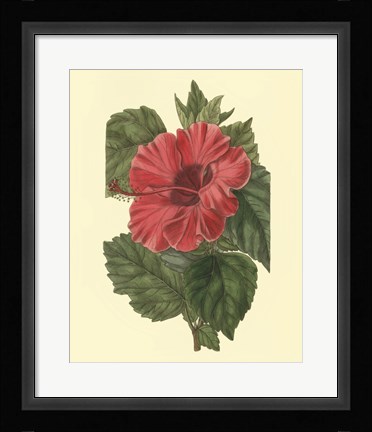 Framed Chinese Rose Mallow Print