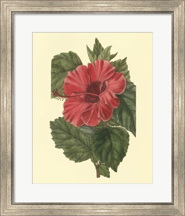 Framed Chinese Rose Mallow Print
