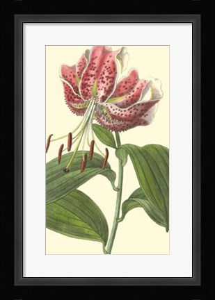Framed Japanese Lily Print