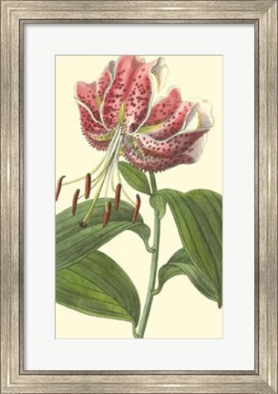 Framed Japanese Lily Print