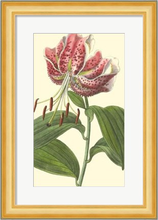 Framed Japanese Lily Print