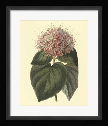 Framed Fragrant Clerodendron Print