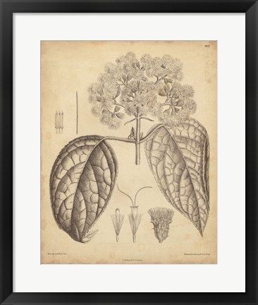 Framed Vintage Curtis Botanical I Print