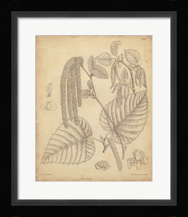 Framed Vintage Curtis Botanical II Print