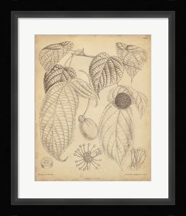 Framed Vintage Curtis Botanical III Print