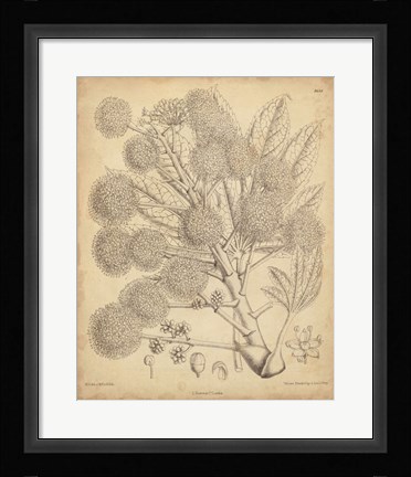 Framed Vintage Curtis Botanical IV Print