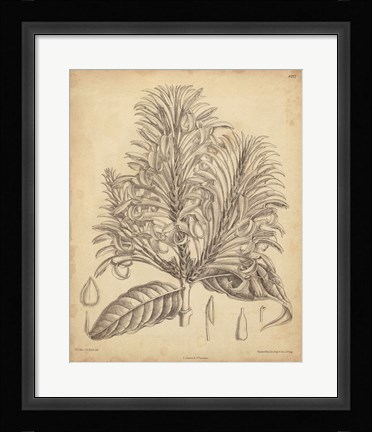 Framed Vintage Curtis Botanical V Print