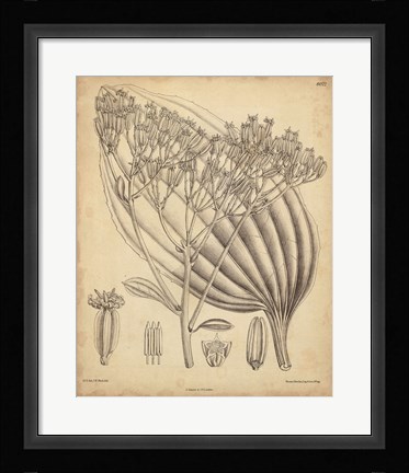 Framed Vintage Curtis Botanical VI Print
