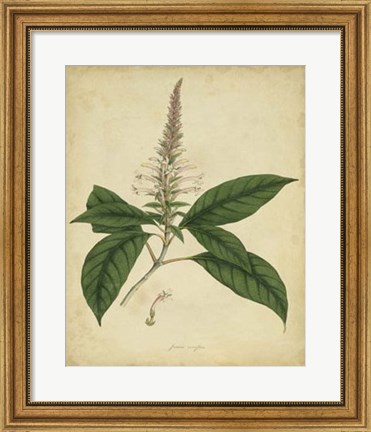 Framed Botanical II Print