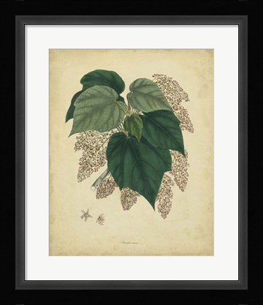 Framed Botanical VII Print