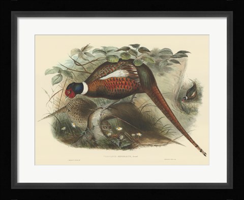 Framed Pheasants II Print