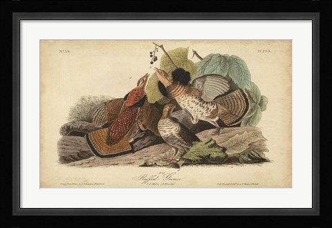 Framed Audubon Ruffed Grouse Print
