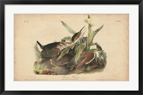 Framed Audubon Green Heron Print