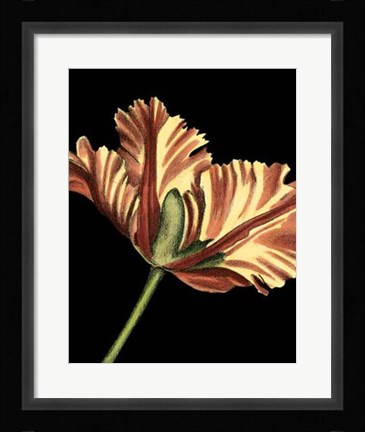Framed Vibrant Tulips I Print