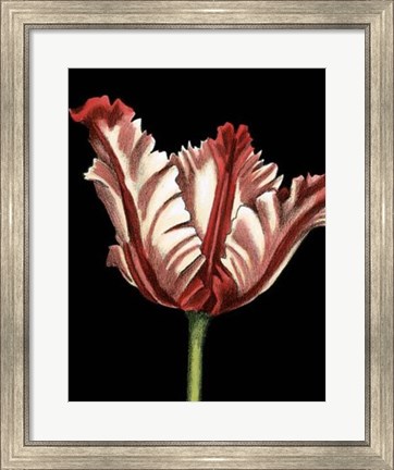 Framed Vibrant Tulips II Print