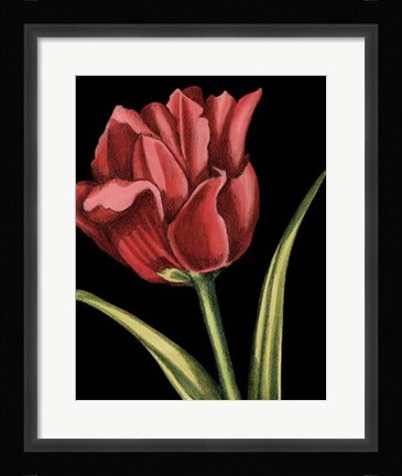 Framed Vibrant Tulips IV Print