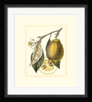 Framed French Lemon Study II Print