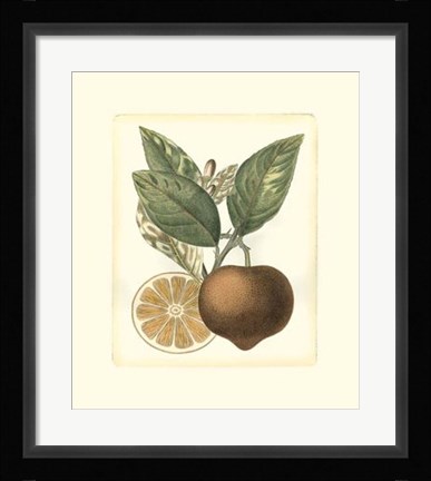 Framed French Orange Study I Print