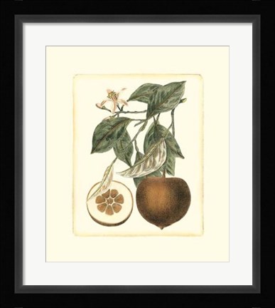 Framed French Orange Study II Print